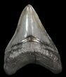 Sharp, Glossy, Megalodon Tooth - South Carolina #40623-1